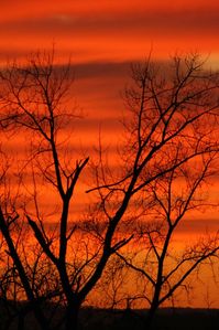 June 1...(prompt...3 gifts in orange) *the golden sky as the sun is setting...gorgeous display of His glory! *tiger lilies blooming along the ditch by our pool...bright and beautiful!! *pumkins...they make great decoration and yummy whoopie pies!!