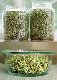 grow your own sprouts