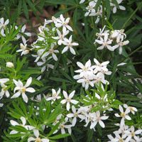 Oranger du Mexique White Dazzler® - Choisya ternata nain et florifère