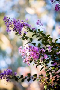 Crepe Myrtle's pretty flowers and favourable height its suitable for most gardens.