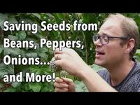 Saving seeds from your best plants can result in vegetables that are perfectly suited to your garden’s growing conditions.