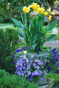 Pale Yellow Cannas ("Mello Yellow") and pastel petunia-lilac scaevola mix...