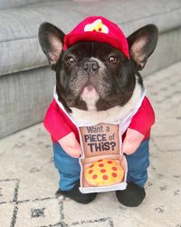 Pizza boy @archer_the_batdog #frenchbulldogs #buhi #frenchies #frenchiepup #ilovemyfrenchie #frogdog