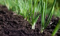 How to Grow Green Onions: Your Complete Guide