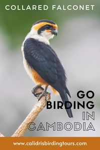 Collared Falconet is one of those reliable birds we love showing people in the dry forests of Cambodia. Not a rare bird but always one of the stars of our Cambodia birding tour.