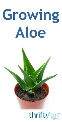 This is a guide about growing aloe. Not only is aloe a neat looking plant, it has medicinal uses too. It is easy to grow aloe at home and have access to its soothing qualities the next time you get sunburned.