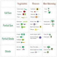 Sun chart for various vegetables