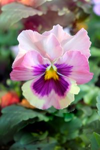 Pansy by Ashleigh's photography