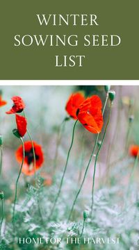 Looking for a winter sowing seed list? Here is a big list of all the different types of plants you can winter sow, separated into categories like perennial flowers, hardy annuals, vegetables, and herbs. Contents show Winter sowing seed list Perennial flower seeds to winter sow Annual flower seeds to…