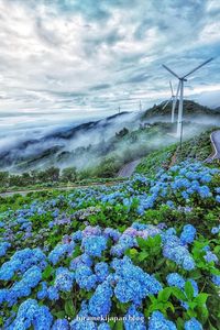 Blue hydrangeas meet the cloud sea in Tokushima’s Ōkawara Plateau. A must-visit for serene landscapes and floral wonders.  Bucket List | Japan Travel | Japan Travel Guide | Places to Visit | Japan Aesthetic | Japan Destination | Vacation Ideas | Things to do in Japan |   #大川原高原 #OkawaharaPlateau #徳島 #四国 #Tokushima #Shikoku #JapanTravel