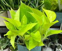 Neon Pothos is a popular low-maintenance plant that is grown almost everywhere. It grows well indoors and brightens up any room in your home.