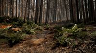 ArtStation - UE4 Forest