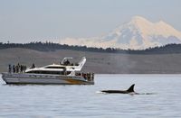 Our Boats - Eagle Wing Tours