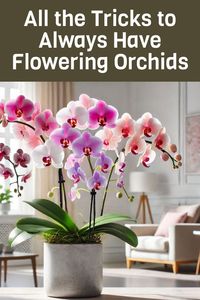 All the Tricks to Always Have Flowering Orchids