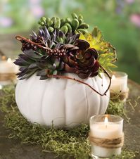 Ceramic pumpkin & succulent arrangement