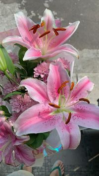 Lily stargazer, pink lily, pink flower