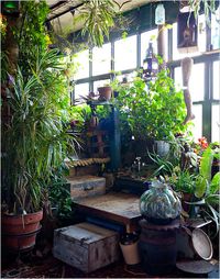 Plants from The House of Collection in Brooklyn. Owned by Paige Stevenson and her partner Ahnika Meyer.