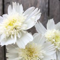 BJM Studio Specialty Flowers on Instagram: "Now time for the White Popsocks Cosmos from my garden. We experienced a hard frost now, so things are wrapping up for the season. Please see my stories for an up close view of these cuties. #cosmos #cosmosflower #cosmosflowers #whitecosmos #popsockscosmos #whitepopsockscosmos #flower #flowers"