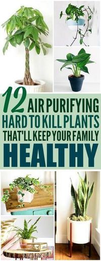 These 12 air purifying plants are THE BEST! I'm so glad I found these AMAZING tips! Now I have some great ideas for low maintenance air purifying plants for my home! Definitely pinning!