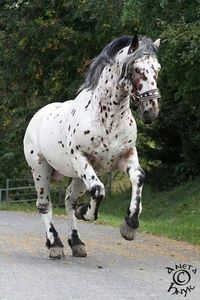 Noriker Horse