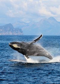 Kenai Fjords Tours | Cruise into Kenai Fjords National Park