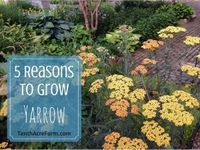 5 Reasons to Grow Yarrow