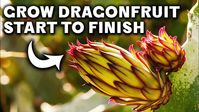 How To Grow Dragon Fruit (COMPLETE GUIDE)