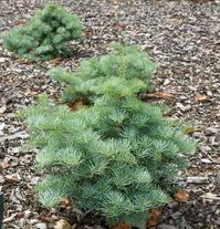 Abies concolor 'Archer’s Dwarf' is a dwarf evergreen conifer of regular, conical habit adorned with slightly ascending branches clothed in soft, silvery-blue, slightly incurved needles. Slow-growing, 3-4 in. per year (7-10 cm), this White Fir is a great choice for small gardens, containers or rockeries.