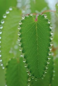 Morning Dew | Content in a Cottage