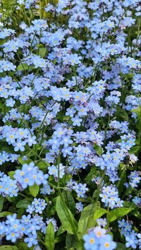 blue flowers aesthetic