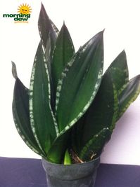 Sansevieria - Morning Dew Tropical Plants