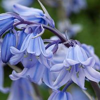 Enhance your home or business space by adorning the walls with bespoke original photography by Maria Tanner.  My photograph of bluebells printed onto canvas.  Size 8"x8".   NB: Not all canvas is the same.  Cheaper canvas is out there, but I wouldn't want it on my wall and I wouldn't feel happy about offering it to my likeminded customers. You can really tell the difference with an inferior canvas and finish which is why I only use a top quality professional canvas printing company who deliver th