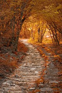 Autumn Path