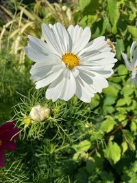 Cosmos Fizzy White