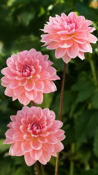 ~~Dahlia 'Janice' ~ pink Waterlily dahlia that combines well with all colors. Strong, straight stems hold blooms high in plants that look great in the garden | Corralitos Gardens~~