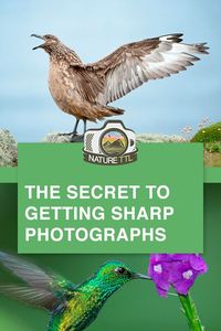 In this nature photography tutorial learn how to make your photos as sharp as they can be with this extremely helpful tutorial. Learn the secret to increasing the sharpness of your photographs.