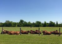 Beefmaster Cattle at Collier Farms