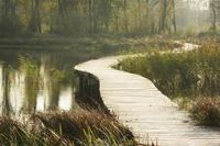 Beekbergerwoud – Apeldoorn – uitkijktoren - laatste oerbos van Nederland – natuurontwikkeling – wandelen – vlonderpad – kwel – zeldzame broedvogels