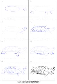 Wood Turtle is a specie of turtle found in North America. Its scientific name is Glyptemys insculpta. In this tutorial, we will draw Wood Turtle.