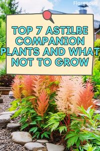 Astilbe pairs well with hostas, ferns, heuchera, Japanese iris, bleeding hearts, ligularia, and hellebores. Avoid goutweed and invasive plants like purple loosestrife. How does the foliage texture of ligularia complement astilbe? What measures can gardeners take to prevent the spread of invasive plants in astilbe beds?