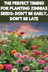 Achieve perfect timing for planting zinnia seeds with our expert advice. Our guide reveals the ideal timeframe to sow zinnia seeds, ensuring you don't plant them too early or too late.  Don't be early, don't be late - follow our guide for precise timing when planting zinnia seeds and enjoy a flourishing garden filled with vibrant blooms.