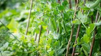 Veges you can grow as winter fast approaches | Stuff.co.nz