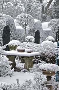 winter garden...