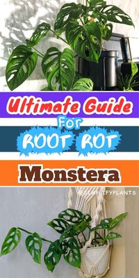 Discover how to identify, prevent, and treat root rot in Monstera plants with our comprehensive guide. Learn about the telltale signs of root rot, its common causes, and effective treatment options to keep your Monstera thriving. Simplify Plants provides expert tips and advice to help you maintain healthy and vibrant Monstera plants in your home.