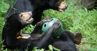 Bear Care Tour - Laos