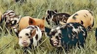 COI is a measure of how closely related your KuneKune’s paren​​​​ts are. The higher the inbreeding coefficient (%), the more closely related they are to th​​ere parents. In general, higher inbreeding coefficients are associated with increased incidence of genetically inherited conditions, reduced Fertility, and reduced life span.