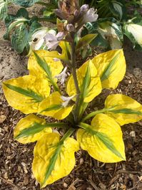 Medium, the yellow hues and great color contrast of this unique Hosta are sure to light up even the darkest corners of the garden. Thick, heart-shaped, extremely corrugated leaves begin with green centers and chartreuse margins that brighten to gold. As summer progresses, margins turn to creamy white. Flower stalks appear in midsummer with pale lavender to white blooms. * Wide gold margins * Medium * Excellent sun tolerance Height: 16 Inches Spread: 24 Inches Hardiness Zones: 3-9 Ships Bare-Root