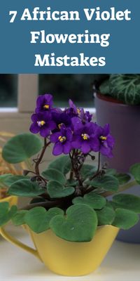 7 African Violet Flowering Mistakes