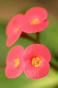 Crown of Thorns - Tiny Tropical Flower | Lulu Inspiration