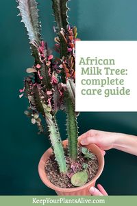 Want to add an African Milk cactus to your houseplant collection? They are beautiful and easy to care for! Here’s my complete African Milk Tree care guide!